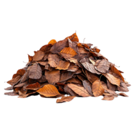 Pile of Brown Leaves on a Transparent Background, Autumn Leaves with No Background png