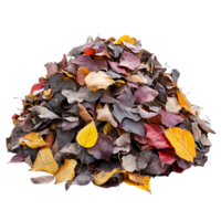 Autumn Leaves Pile With Transparent Background, Colorful Fall Foliage Collection, Nature Photography, Autumn Season, Fall Colors,  Leaf Pile,  Leaves,  Transparent Background,  Autumn,  Fall,  Nature,  Photography,  Image,  Background,  Graphic,  Design, png