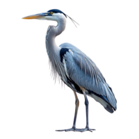Great Blue Heron Standing with Transparent Background, a Majestic Bird of Prey png