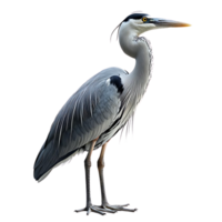 Great Blue Heron Standing Tall on Transparent Background with Feathers, a Bird of Prey with a Long Neck and Sharp Beak png