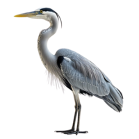 Grey Heron Standing on a Transparent Background, Bird with Long Legs and a Sharp Beak png