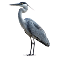 Grey Heron Standing Tall with Transparent Background - A Majestic Bird with Long Legs and a Sharp Beak png
