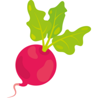 A radish with leaves on it png