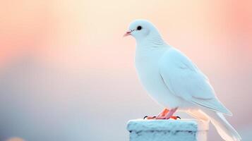 White dove perched gracefully against a soft photo