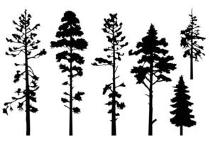 Silhouette various pines trees collections. vector