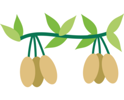 A branch with three small fruits on it png