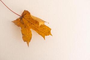 Yellow maple leaf isolated on white background. Autumn leaves, fall leaf silhouette top view. photo
