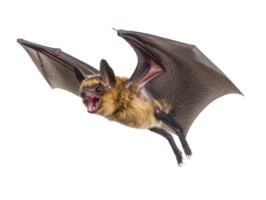 A brown bat in flight, showcasing its wings and sharp teeth, transparent png