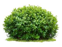 Lush green shrub surrounded by fresh grass in a natural setting, transparent png