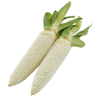 Fresh white corn cobs with husks displayed on a clean surface, transparent png