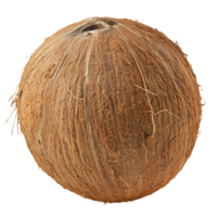 Coconut with rough outer shell isolated on white background, transparent png