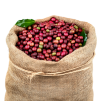 Freshly harvested coffee beans in burlap sack ready for processing, transparent png