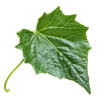 Close-up view of a vibrant green ivy leaf on a white background, transparent png