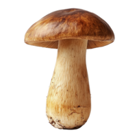 Large edible mushroom growing in a forest during autumn, transparent png