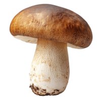 Mushroom with brown cap grows in a forest setting under natural light, transparent png