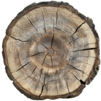 Close-up view of a circular wooden tree stump with textured surface, transparent png