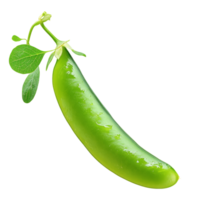 Fresh green pea pod hanging from stem in bright sunlight, transparent png