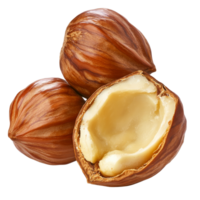Fresh hazelnuts on a white background showcasing a split nut, transparent png