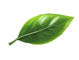Green leaf with visible veins resting on a clean background, transparent png