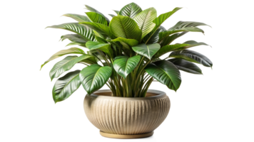 Beautiful indoor plant in a decorative pot on a white background, cut out transparent png