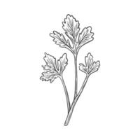 Sketch drawing of Cilantro, Coriander in retro style. vector