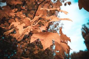 close-up view of dry leaves on the branch of a tree in fall photo