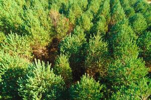 view of a pine forest, aerial photography from a drone. Background ecology concept photo