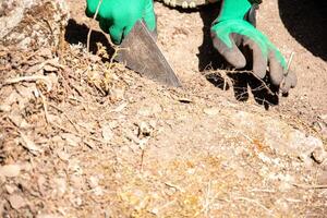 hands of an archeologist working on an archeological excavation using a trowel photo