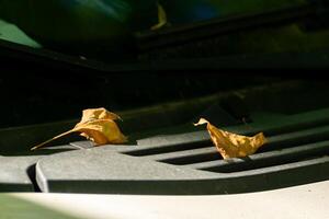 partial view of a car with two leaves falling from a tree in autumn on top of it, fall concept photo