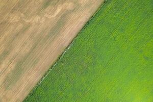aerial zenithal drone view of a wheat field next to a potato field in summertime photo