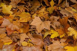 ground covered with leaves in autumn, texture for background concept photo