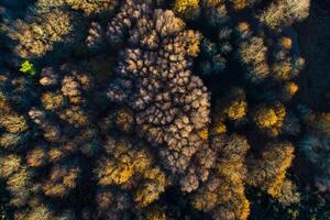zenithal drone view of a deciduous forest in autumn at sunset, golden hour photo