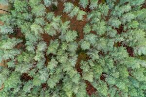 aerial top down view of a green pine tree forest from a drone photo