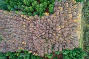 drone view of a mixed forest in winter surrounded by pine forest, nature background photo