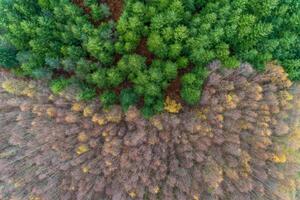 Aerial top drone view of a mixed conifer and broadleaf forest in autumn. photo