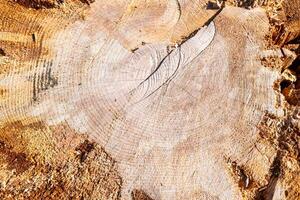 Detail of the cut trunk of an old pine tree, Pinus Pinea. photo