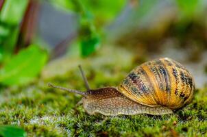 close-up view of a snail with out-of-focus background photo