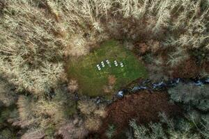 aerial top view of a clearing in an oak forest with some beehives photo