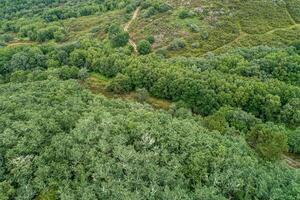 aerial overhead view of an oak forest on a cloudy day, ecosystem concept photo