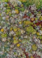 overhead drone aerial view of a deciduous forest in fall photo