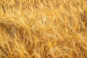 selective focus of a field cultivated with summer barley ripe for harvesting photo