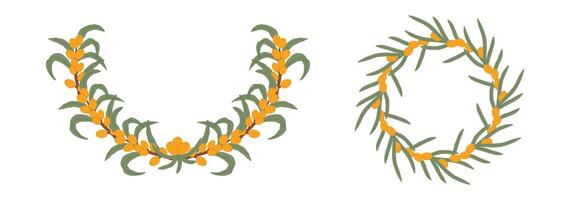 Illustration featuring two sea buckthorn berry wreaths with green leaves, arranged in circular patterns of the bright orange berries and fresh foliage. vector