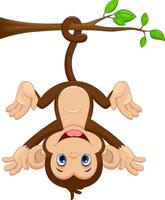 Cute monkey cartoon isolated on white background vector
