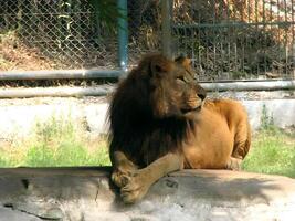 A male Lion sitting at the Zoo photo