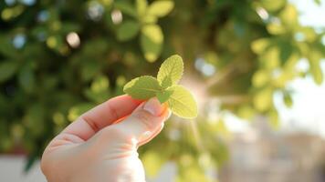 Close-up of a Hand Holding Fresh Green Mint Leaves Against a Blurred Background of Greenery photo