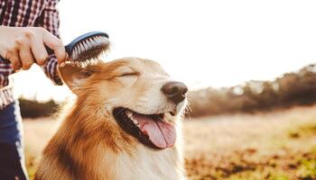 Golden Retriever Being Brushed by Owner in Field photo