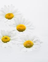 Delicate Daisies with Dew Drops on White Background photo