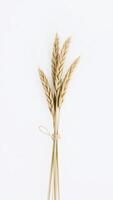 Wheat stalks tied together on a white background photo