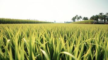 Lush Green Rice Paddy Field with Palm Trees in the Distance photo