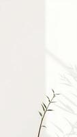 Minimalist Green Branch with Shadow on White Background photo